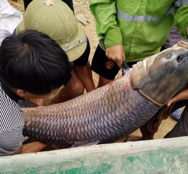 Con cá trắm nặng 52 kg tại Hồ Núi Cốc, Thái Nguyên khiến người dân kinh ngạc. Ảnh: Dân Việt.
