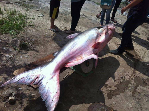 Một ngư dân tại huyện Phú Tân (tỉnh An Giang) sửng sốt khi bắt được cá tra khổng lồ gần 100 kg khi thả lưới trên sông Mekong. Ảnh: tintucmientay.