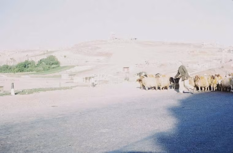 Những chú cừu trên đường cao tốc ở Damascus. Ảnh OLA