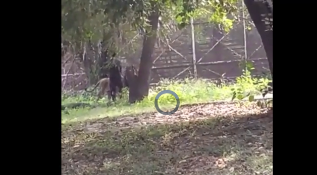 Nam thanh nien tim toi cai chet bang cach nhay vao chuong su tu