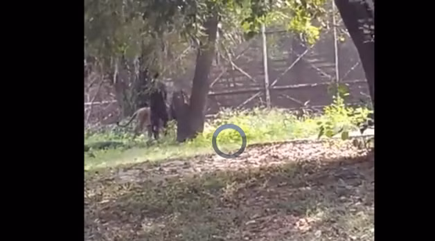 Nam thanh nien tim toi cai chet bang cach nhay vao chuong su tu