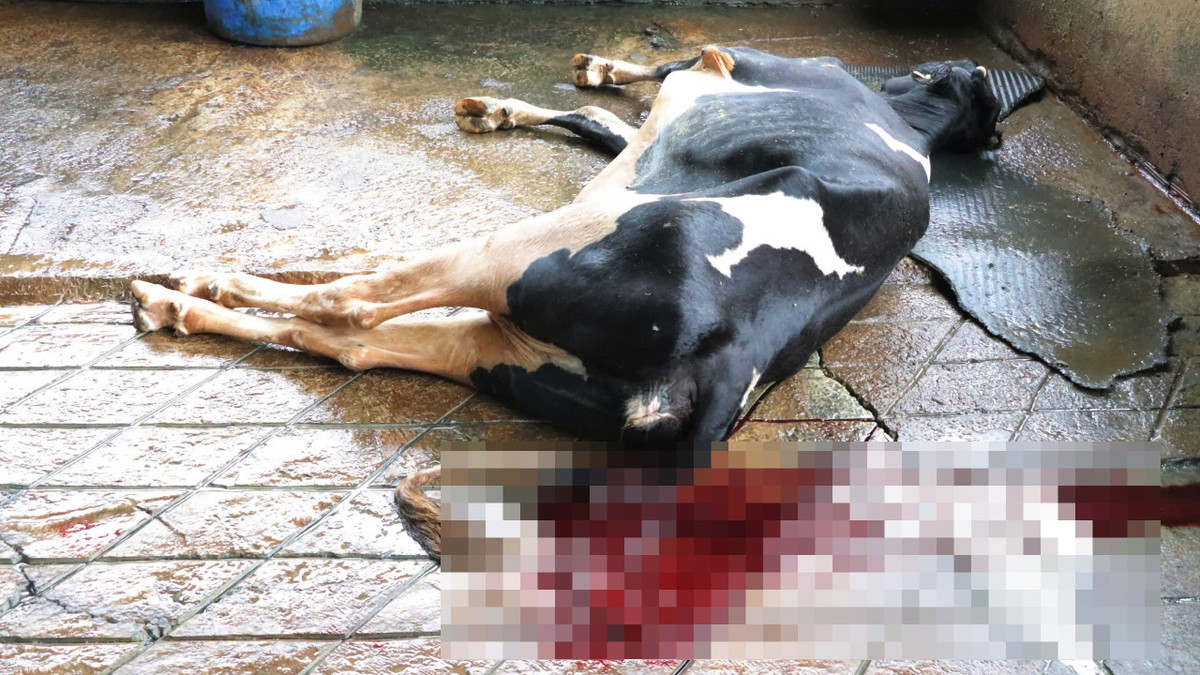 Lâm Đồng: Nguyên nhân ban đầu việc bò chết hàng loạt - Hình 2 Lam Dong: Nguyen nhan ban dau viec bo chet hang loat-Hinh-2