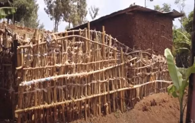 Kinh ngac cu ong song biet lap hang chuc nam vi so...phu nu-Hinh-2