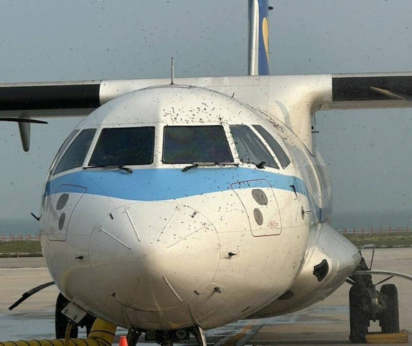 May bay khong the cat canh vi...dan ong 