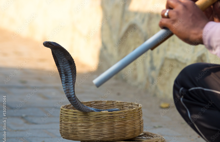 Đến năm 12 tuổi, những đứa trẻ đã có thể biết mọi kiến thức về rắn và trở thành người thôi miên rắn.