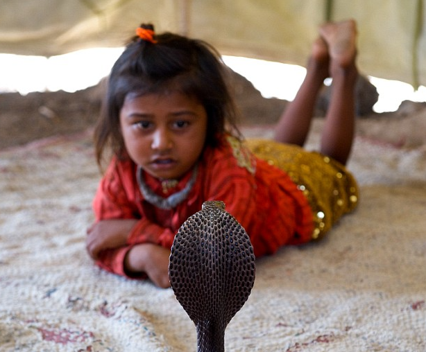 "Việc huấn luyện rắn bắt đầu từ lúc 2 tuổi, sau đó, những đứa trẻ sẽ được dạy cách dụ rắn cho đến khi chúng sẵn sàng đảm nhận những vai trò trong cộng đồng", một "huấn luyện viên" thôi miên rắn cho biết.