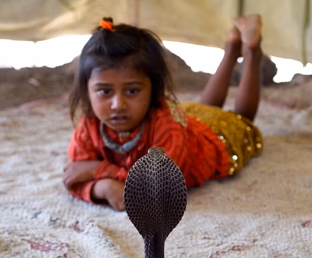 Cuoc song bo toc an ngu cung ran doc gay soc-Hinh-3