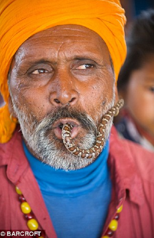 Người dân sẽ cho rắn ăn hỗn hợp thảo dược để làm giảm tác dụng của nọc độc. Họ không bỏ răng nanh của con rắn vì điều đó sẽ làm tổn thương nó.