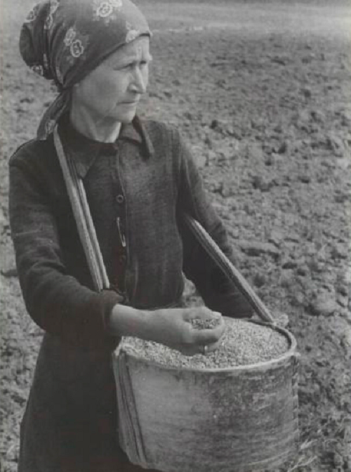 Một người nông dân làm việc trên cánh đồng ở Liên Xô năm 1924.