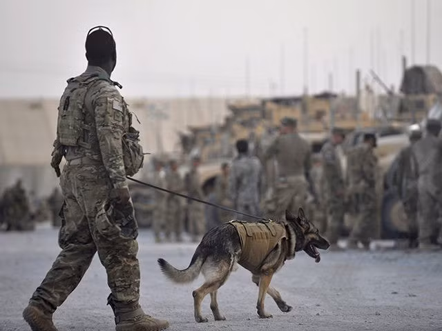 Việc không tiết lộ danh tính của chú chó này nhằm đàm bảo bí mật danh tính của những người liên quan tới chú chó cũng như nhiệm vụ bí mật này. Nguồn ảnh: QQ.