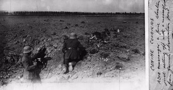 Trong quá khứ, chó nghiệp vụ từng được sử dụng trong rất nhiều nhiệm vụ nguy hiểm và quan trọng. Đặc biệt như thời Chiến tranh Thế giới thứ nhất, chó nghiệp vụ thường được làm nhiệm vụ đưa thư trên chiến trường. Nguồn ảnh: QQ.