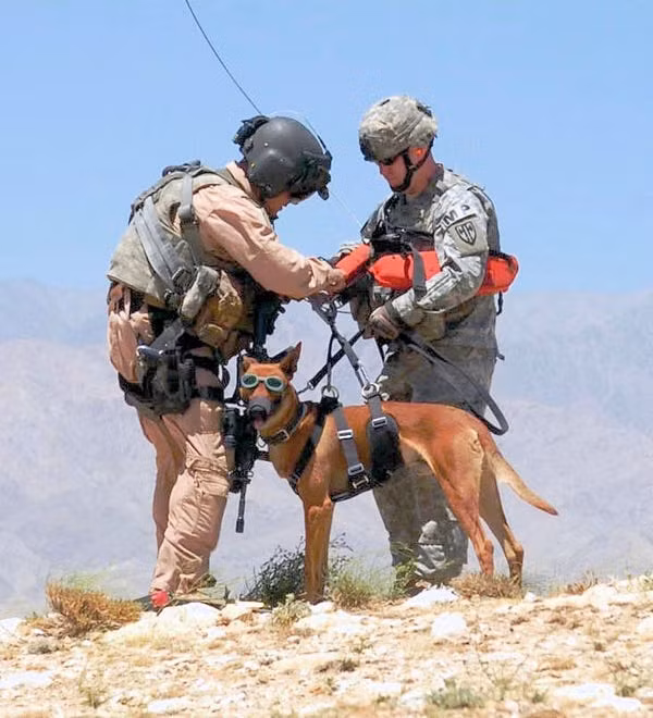 Cho tới tận ngày nay, chó nghiệp vụ vẫn là một trong những thành phần không thể thiếu trong biên chế của mọi lực lượng quân đội chuyên nghiệp, chính quy trên thế giới. Nguồn ảnh: QQ.