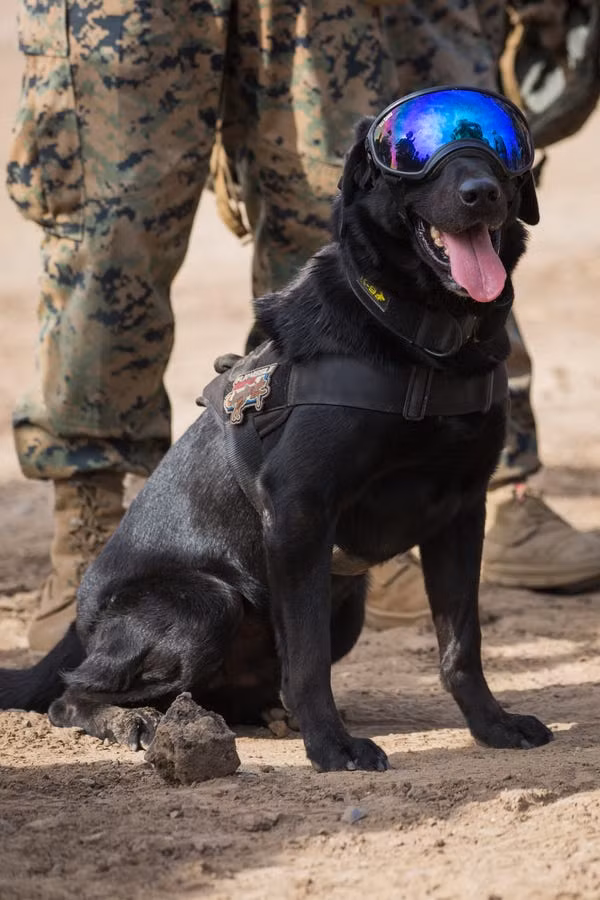 Thậm chí những chú chó nghiệp vụ ngày nay còn được trang bị đủ các loại phương tiện bảo hộ, trang bị liên lạc từ xa như một binh lính thực thụ. Nguồn ảnh: QQ.