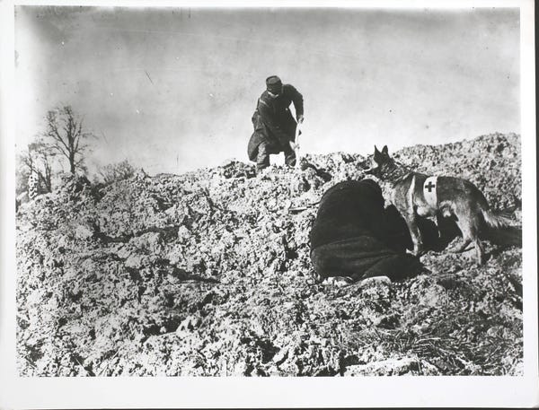 Với khứu giác nhạy bén, chó nghiệp vụ thường được trao cho các nhiệm vụ tìm kiếm, cứu hộ. Đặc biệt, với tốc độ nhanh và thể hình nhỏ, chó quân đội có khả năng tiếp cận thương binh ở những nơi nguy hiểm - nơi mà quân y không thể tiếp cận được do hỏa lực địch quá mạnh. Nguồn ảnh: QQ.