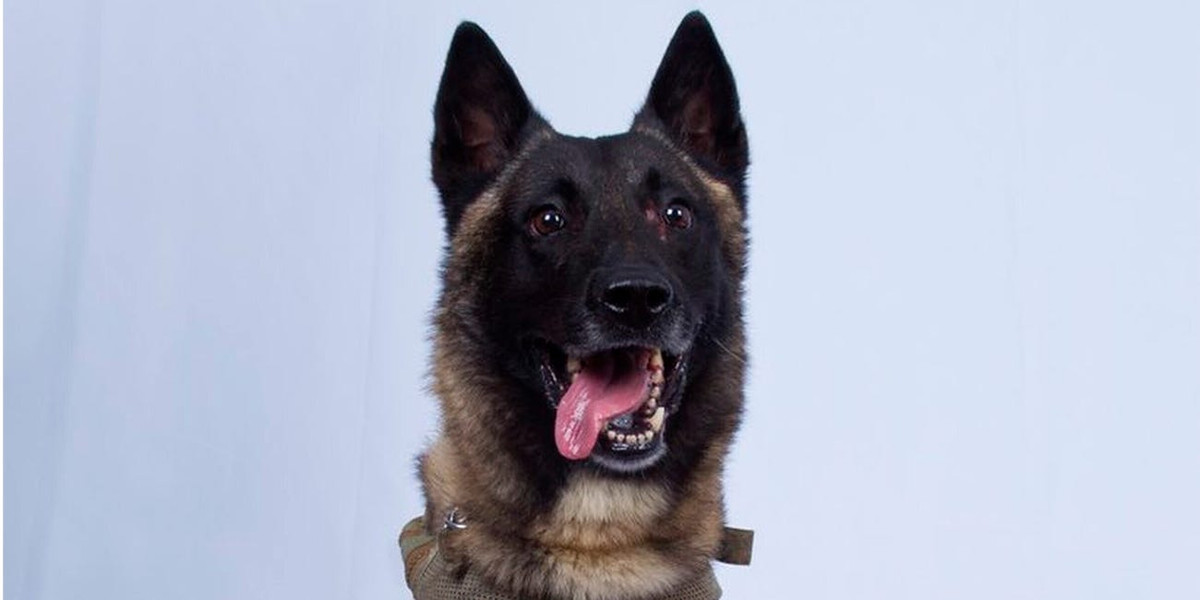 Giống với lực lượng quân đội, chó nghiệp vụ của quân đội Mỹ cũng được chia làm nhiều "binh chủng", mỗi binh chủng sẽ có cách huấn luyện khác nhau. Nguồn ảnh: BI.