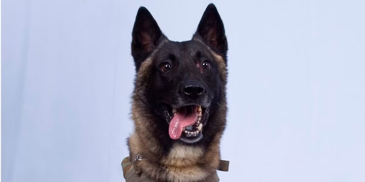 Giống với lực lượng quân đội, chó nghiệp vụ của quân đội Mỹ cũng được chia làm nhiều "binh chủng", mỗi binh chủng sẽ có cách huấn luyện khác nhau. Nguồn ảnh: BI.