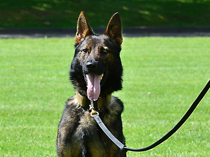 Trong quân đội Mỹ, các giống chó Bỉ có vẻ được "ưa chuộng" hơn chó Đức. Bằng chứng là cả chú chó tham gia chiến dịch tiêu diệt trùm khủng bố IS hôm 26/10 vừa rồi, cũng như chú chó cùng lực lượng SEAL tiêu diệt trùm khủng bố Bin Laden năm 2011 đều là giống chó Bỉ. Nguồn ảnh: BI.