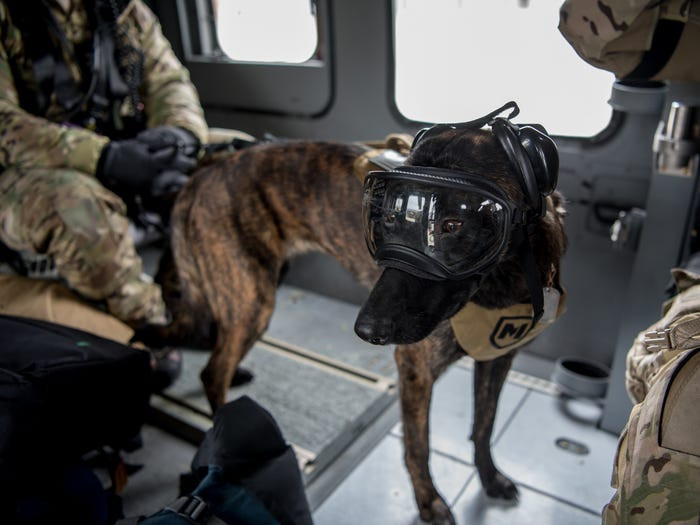 Không chỉ cần được làm quen với súng đạn từ bé, những chú chó này còn được cho học nhảy dù, cho đi trực thăng từ bé, thậm chí học cách sinh sống trong môi trường chật hẹp của tàu ngầm để đảm bảo đáp ứng được mọi yêu cầu thực tế khi ra trận. Nguồn ảnh: BI.