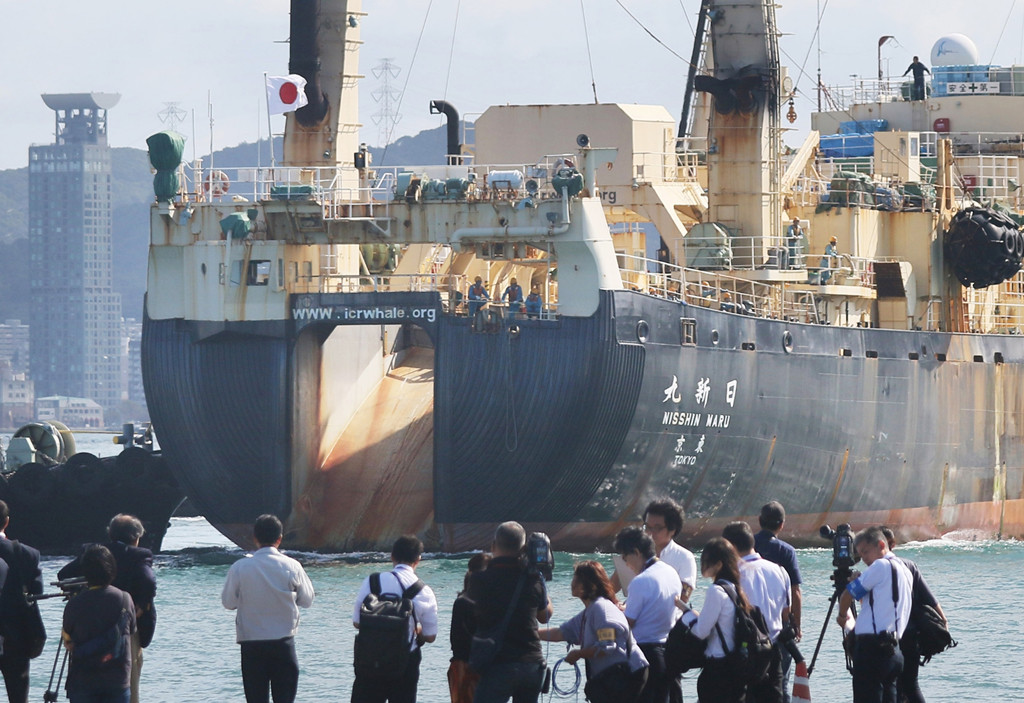 Trong số 232 cá voi mà tàu Nisshin Maru bắt được, có 187 cá voi Bryde, 25 cá voi Sei và 11 cá voi Minke.