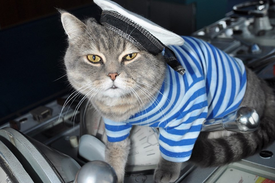 Ngay lúc đó, lũ mèo đã xuất hiện như những cứu tinh của ngành hàng hải - vốn dĩ trong quá khứ luôn bị giới hạn bởi lương thực dự trữ khi thám hiểm biển xanh rộng lớn nay lại còn phải chia sẻ lương thực với lũ chuột. Nguồn ảnh: Pinterest.