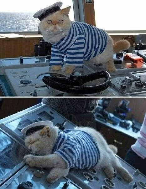 Thậm chí, những con mèo này còn có quyền lợi cao hơn cả... thủy thủ đoàn khi nó có thể đi tới bất cứ ngóc ngách nào trên tàu mà không phải xin phép bất cứ ai. Nguồn ảnh: Pinterest.
