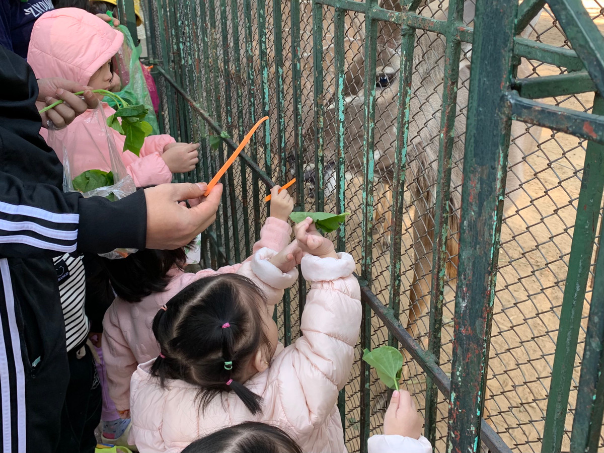 Linh dương sừng xoắn được các bạn nhỏ cho ăn các loại rau, củ.