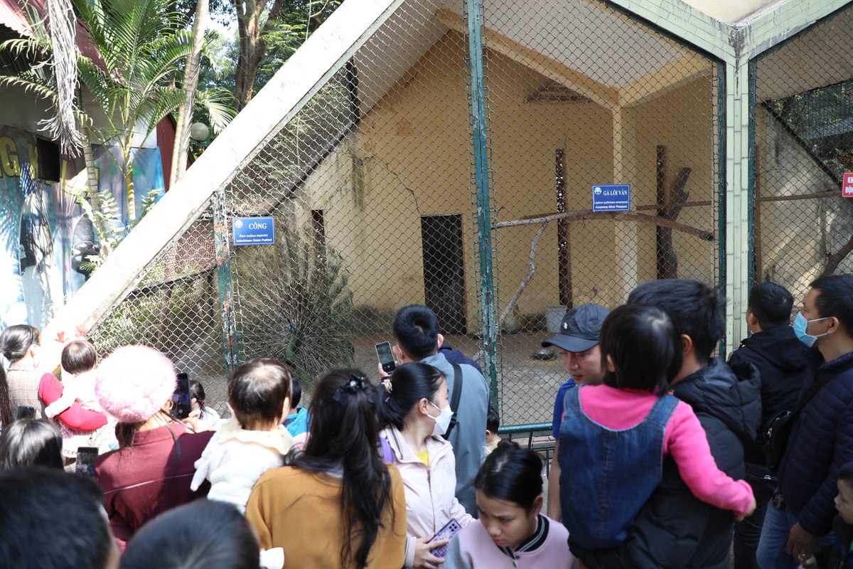 Một chú công đang xoè chiếc đuôi "khổng lồ" thu hút đông đảo người xem.