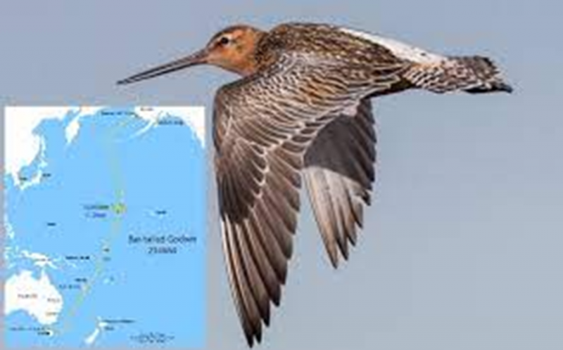 Chim choat lap Ky luc Guinness khi bay mot mach hon 13.500km