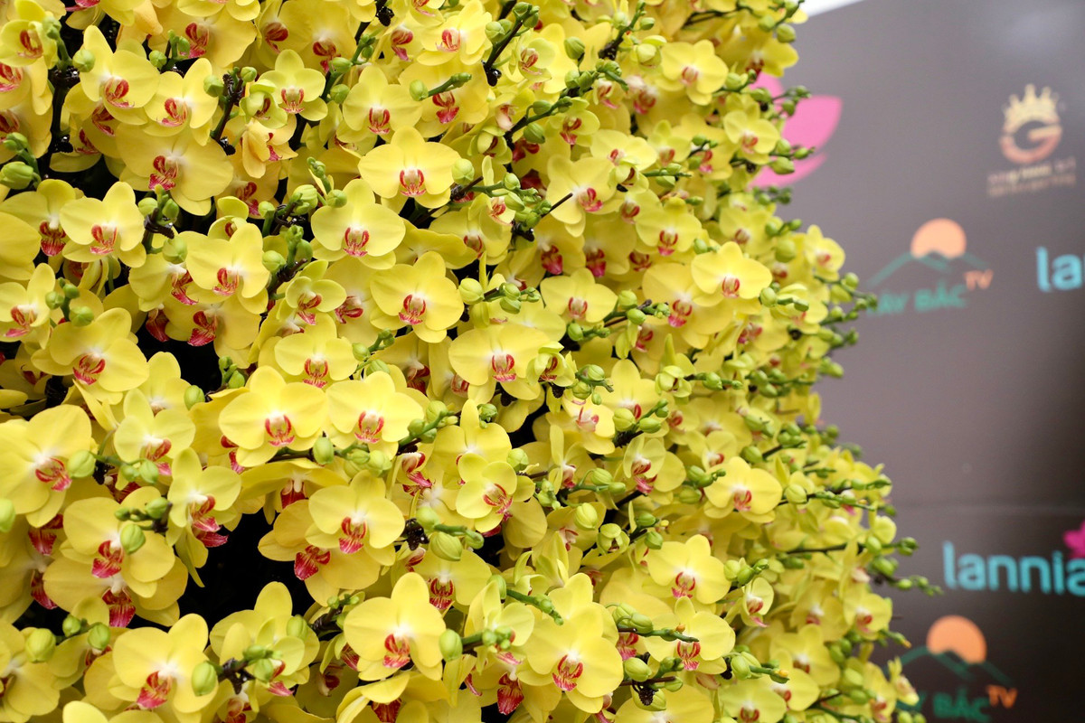 Chậu lan hồ điệp khổng lồ xuất xứ từ Đà Lạt có tên Phú Quý cao gần 7m và đường kính gần 3m. Hiện tại, đây là chậu lan được cho là lớn nhất Việt Nam.