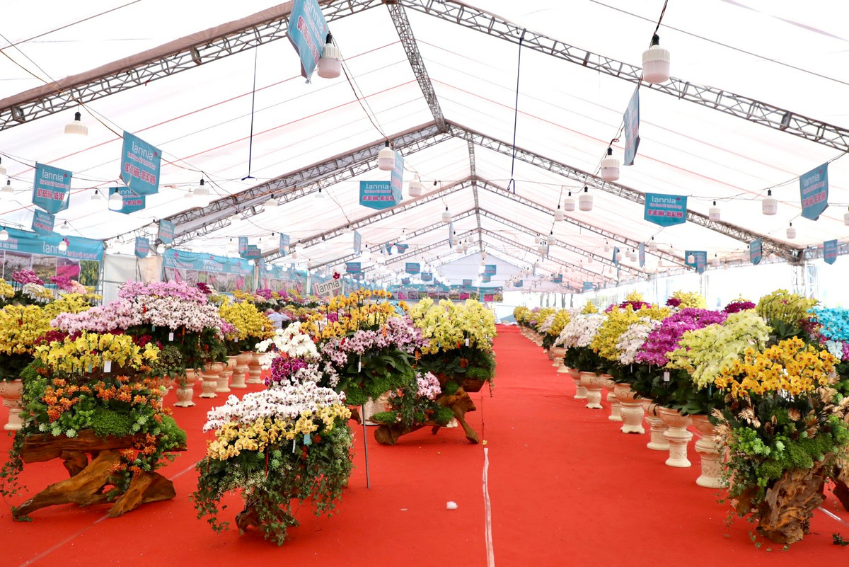 Ngoài ra, anh Nghiệp còn là chủ cả gian hàng rộng gần 2.000m2, trưng bày 40.000 cây hoa lan với nhiều màu sắc khác nhau, đa dạng mẫu mã.