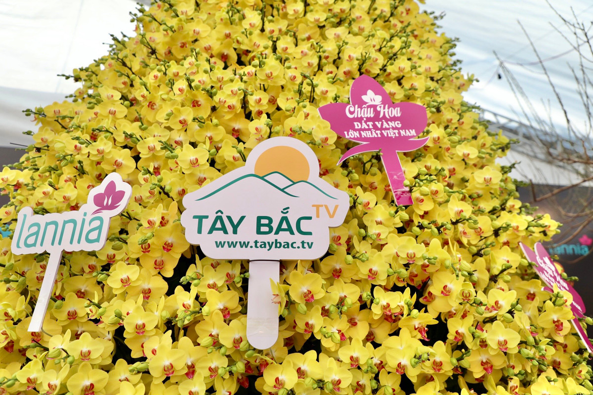 Anh Ngô Văn Nghiệp (33 tuổi, chủ chậu lan) cho biết, chậu lan có 3.686 cành đều được trồng và chăm sóc cẩn thận tại Đà Lạt. Tác phẩm được 10 người thợ hoàn thiện trong 2 ngày 2 đêm.