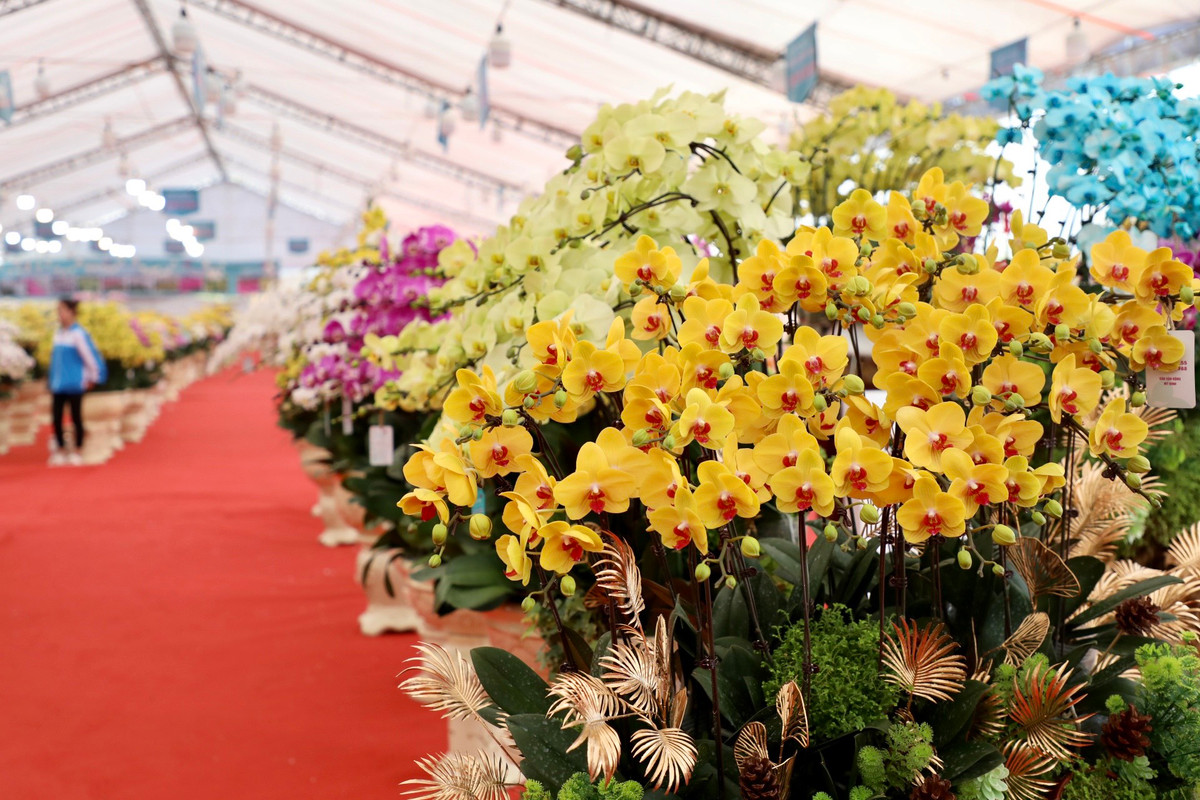 Mỗi cành hoa tại đây có giá trung bình 300.000 đồng. Loại rẻ nhất có giá 180.000 đồng/cành và đắt nhất có giá 7 triệu đồng/cành. Nếu tính theo chậu, mỗi chậu hoa có giá từ 5 triệu đến 200 triệu đồng.