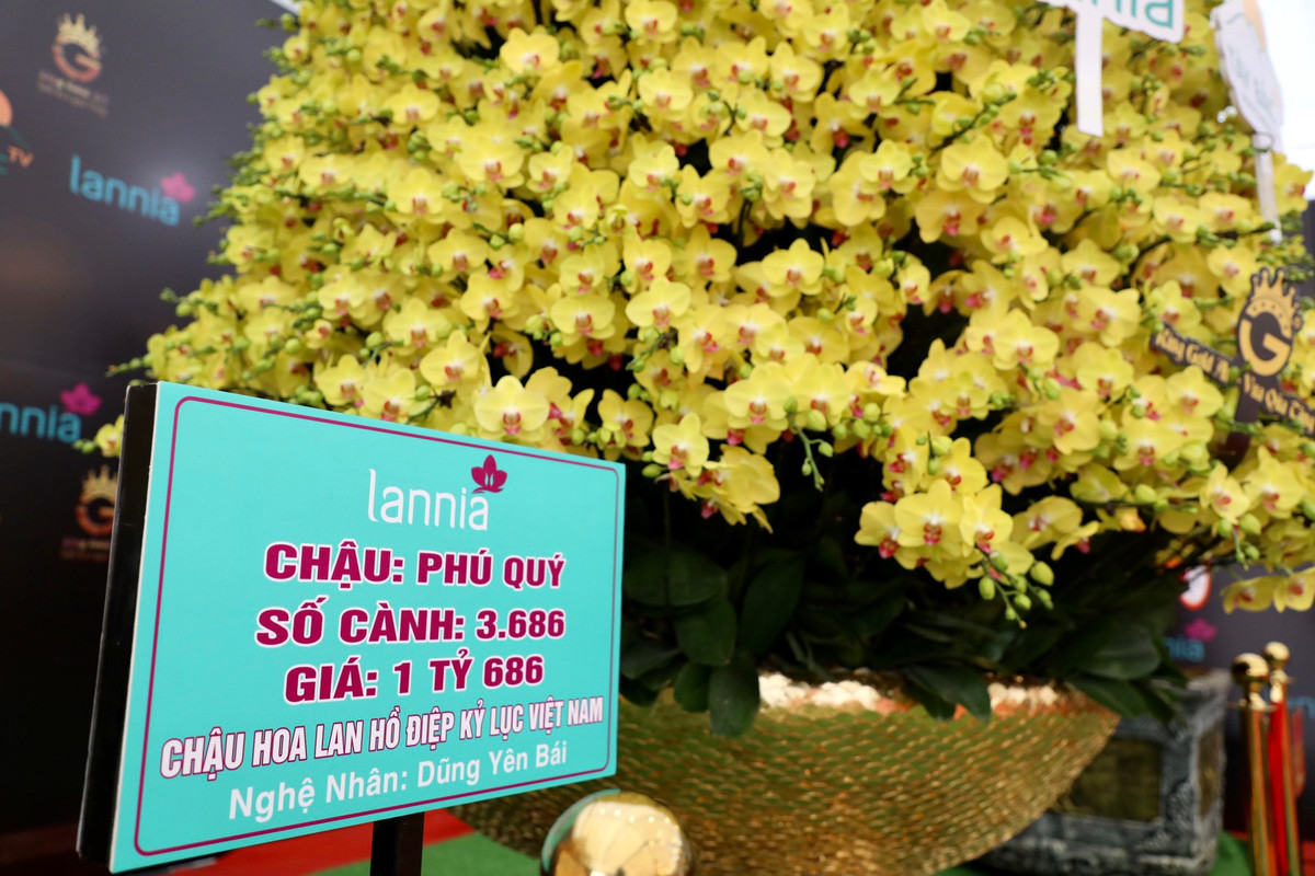 Chậu lan phú quý được niêm yết giá lên tới 1,686 tỉ đồng.
