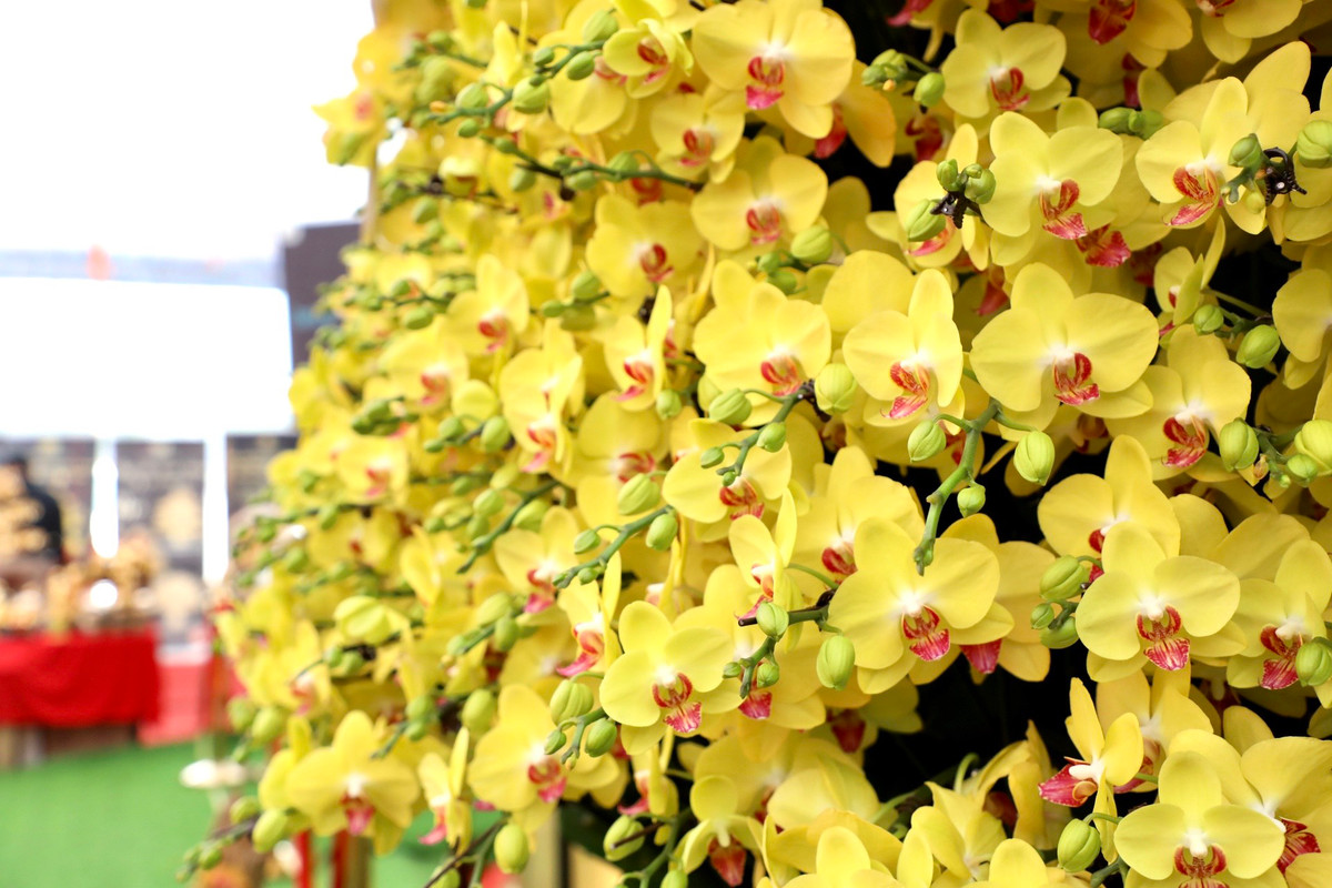 Toàn bộ lan sử dụng để ghép đều được trồng ở Đà Lạt (Lâm Đồng).