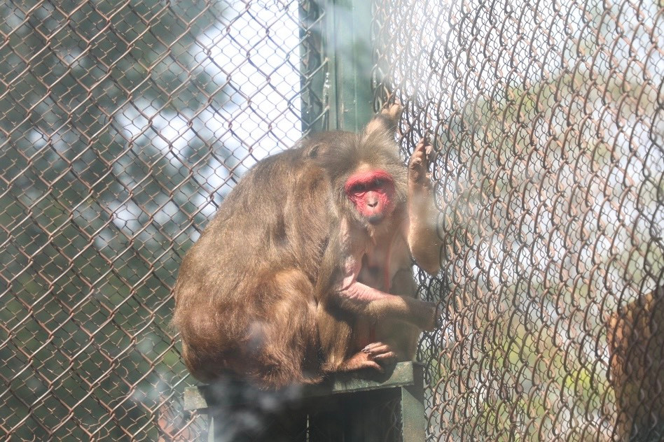 Bài viết ngày sau đó thu hút đông đảo sự quan tâm của dư luận, đa số các bình luận đều xót xa cho đàn khỉ, số khác bức xúc vì cách chống rét cho động vật tại vườn thú không đảm bảo.