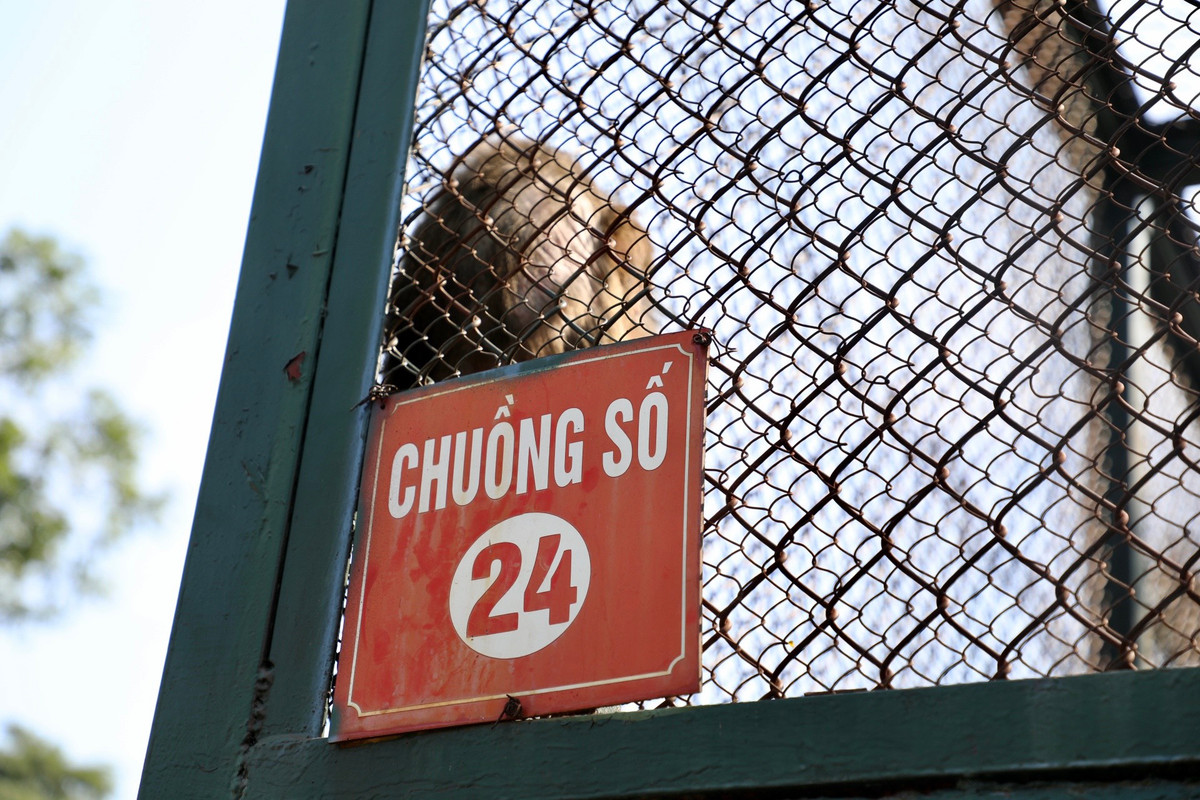 Đàn khỉ nằm ở vị trí chuồng số 24.