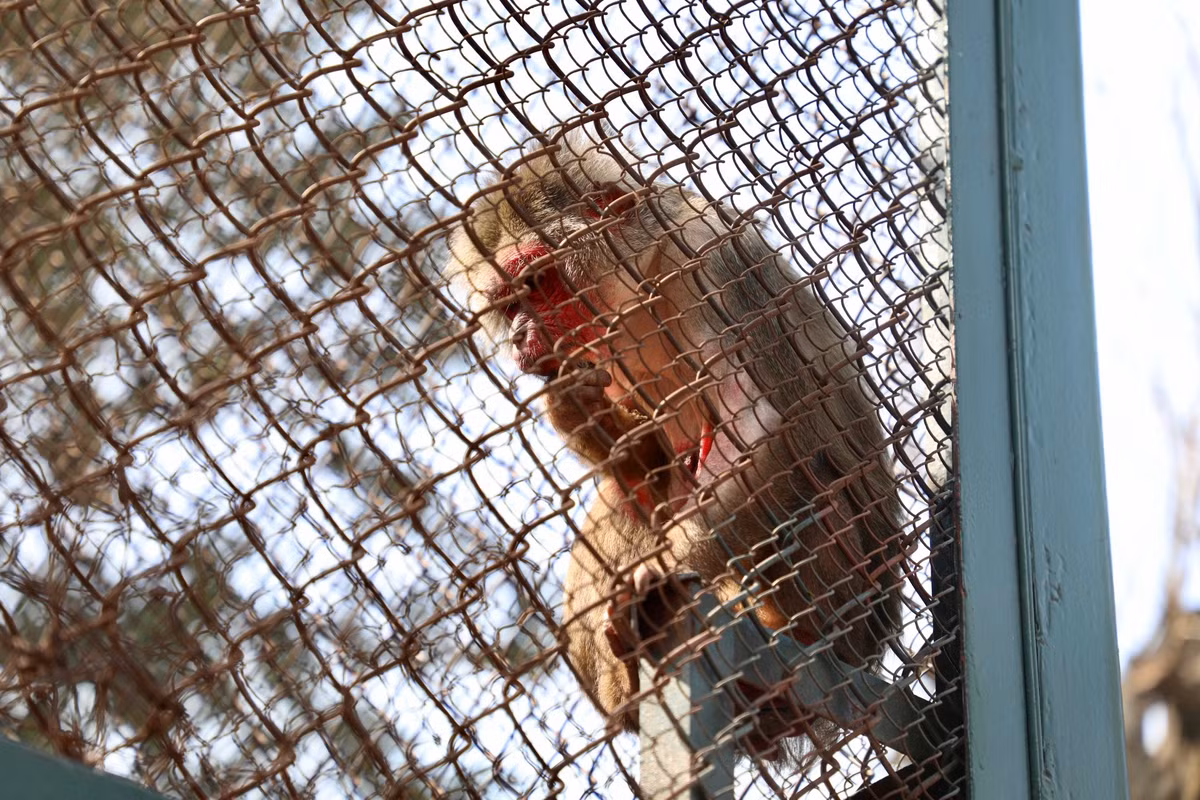 Nội dung bài viết chia sẻ: "Tận mắt chứng kiến thấy thương thật sự, thời tiết này mình 3 áo dày vẫn thấy cóng, đàn khỉ chỉ biết rúc vào nhau rồi ngồi run cầm cập. Mấy hôm trời khô ráo còn đỡ, chứ hôm vừa mưa vừa rét thì…"