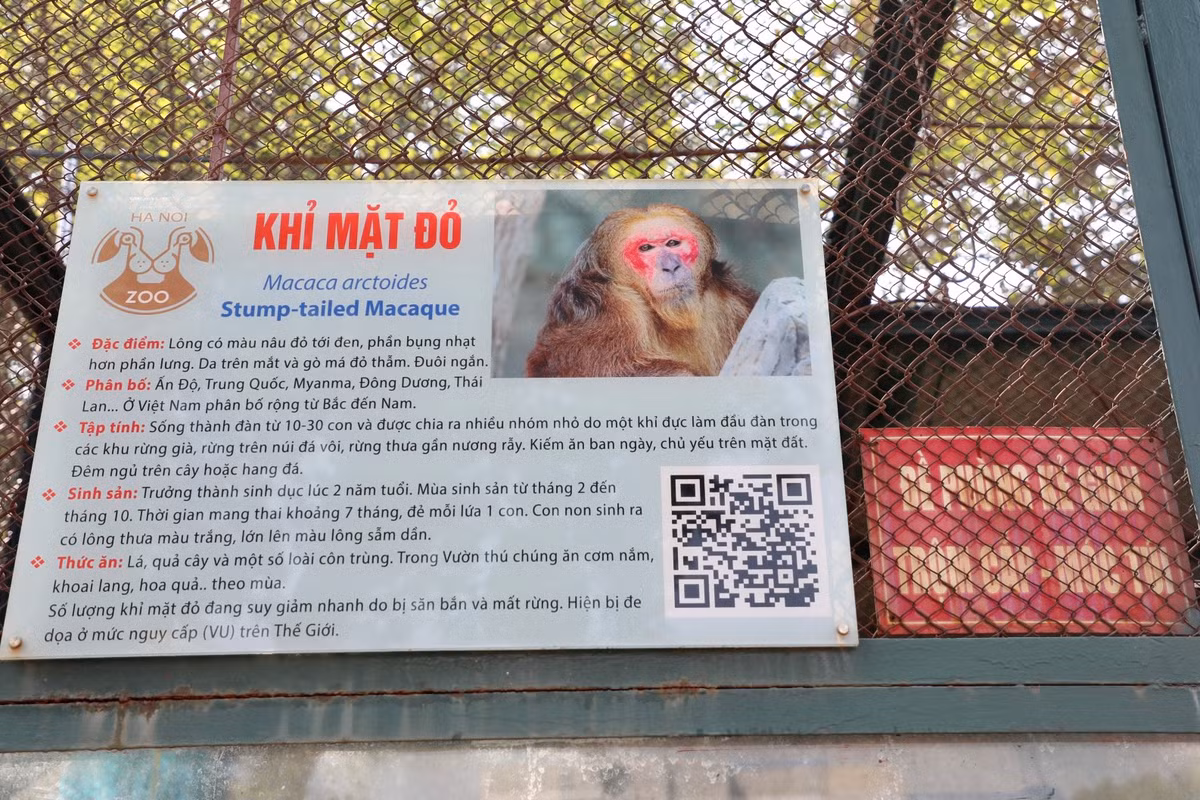 Đây là dòng khỉ mặt đỏ, lông có màu nâu đỏ tới đen, phần bụng nhạt hơn phần lưng. Da trên mắt và gò má đỏ thắm, đuôi ngắn.