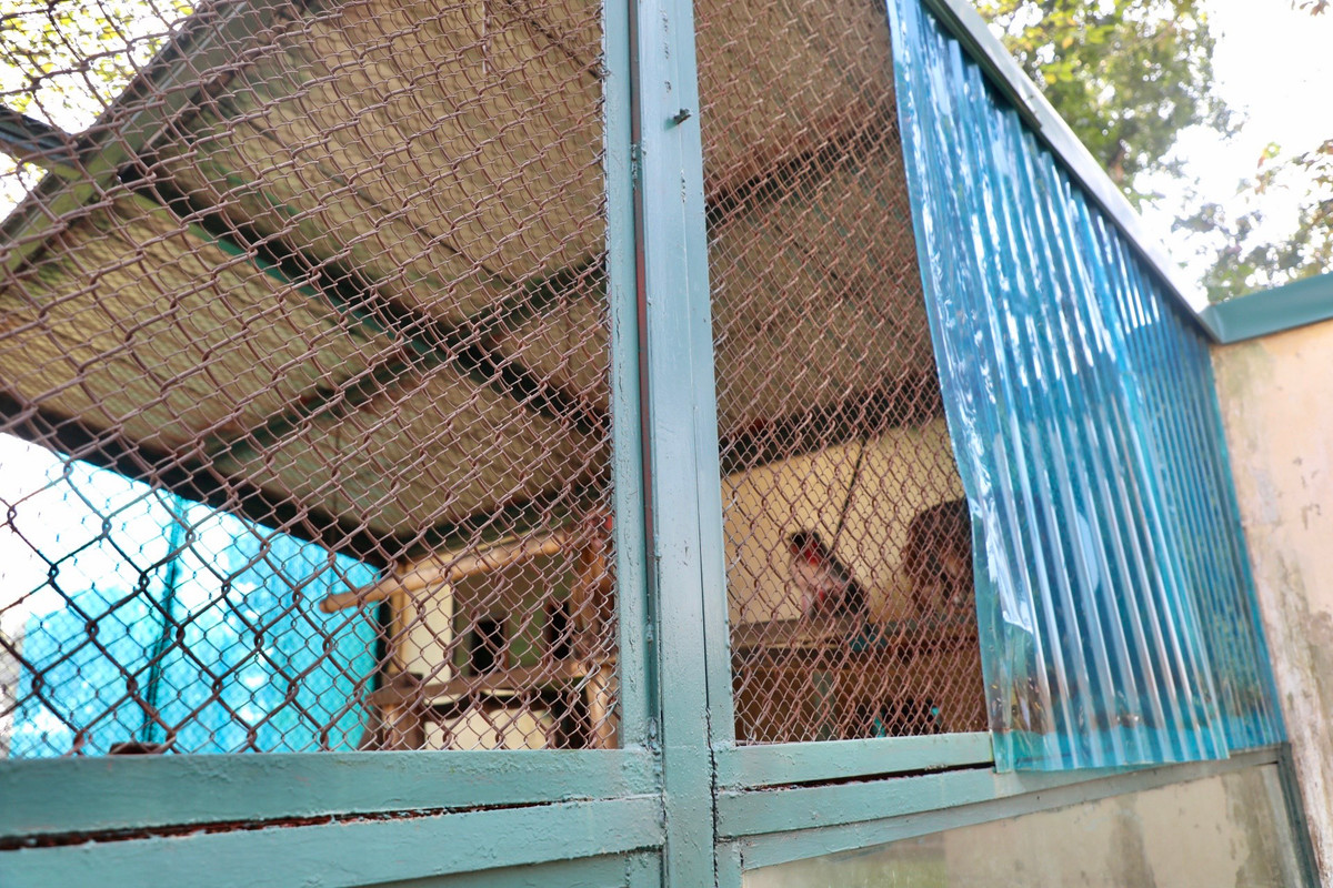 Liên quan tới vấn đề trên, trao đổi với báo chí, ông Lê Sĩ Dũng, Tổng giám đốc Công ty TNHH một thành viên Vườn thú Hà Nội cho biết do trời rét, việc các chú khỉ ôm nhau là chuyện bình thường.