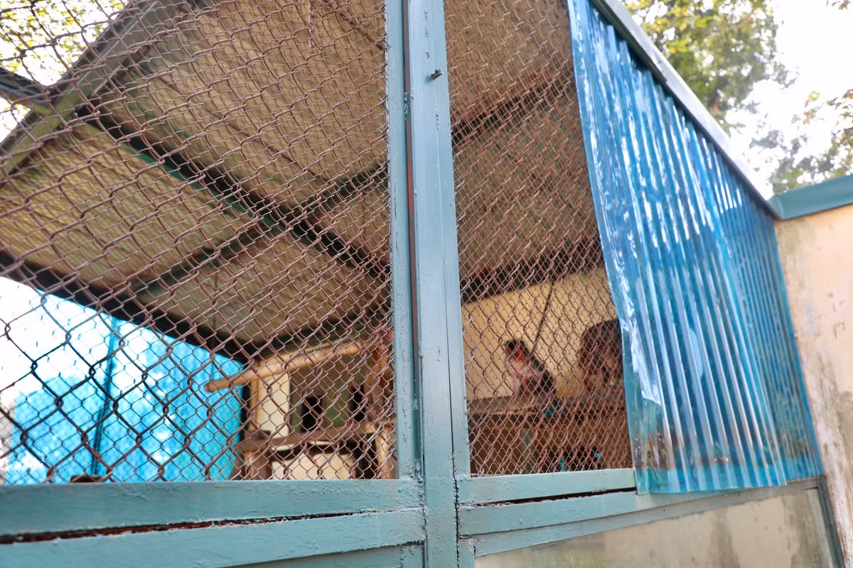 Liên quan tới vấn đề trên, trao đổi với báo chí, ông Lê Sĩ Dũng, Tổng giám đốc Công ty TNHH một thành viên Vườn thú Hà Nội cho biết do trời rét, việc các chú khỉ ôm nhau là chuyện bình thường.