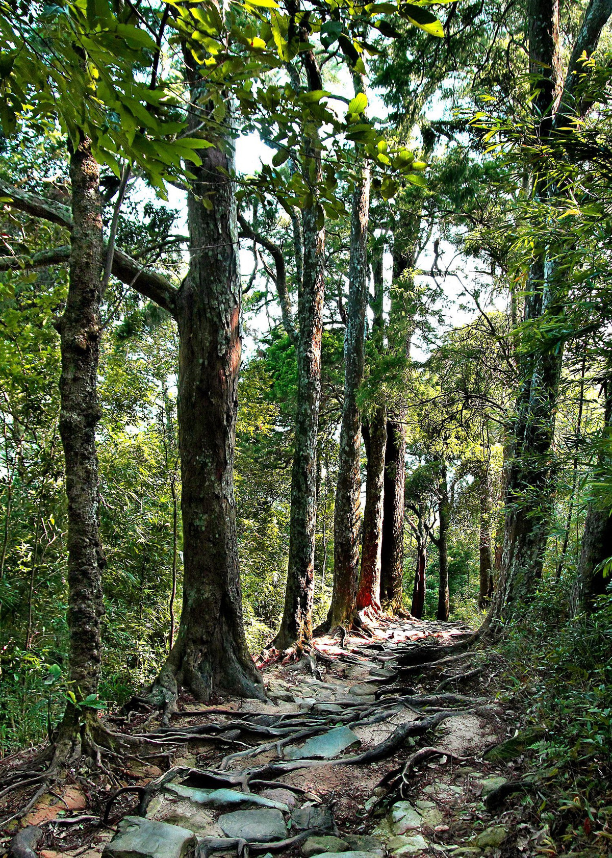 Nằm giữa non thiêng Yên Tử, đường xích tùng với những cây tùng có tuổi đời tới 700 năm tuổi. Đường Tùng mang nhiều giá trị, vừa là di sản, vừa góp phần tạo nên những giá trị văn hóa, tinh thần linh thiêng ở nơi được coi là cái nôi của Phật giáo Việt Nam.