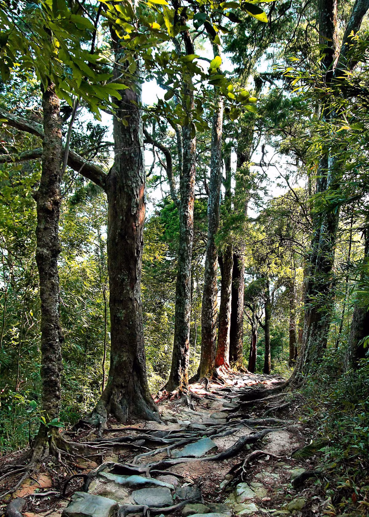 Nằm giữa non thiêng Yên Tử, đường xích tùng với những cây tùng có tuổi đời tới 700 năm tuổi. Đường Tùng mang nhiều giá trị, vừa là di sản, vừa góp phần tạo nên những giá trị văn hóa, tinh thần linh thiêng ở nơi được coi là cái nôi của Phật giáo Việt Nam.
