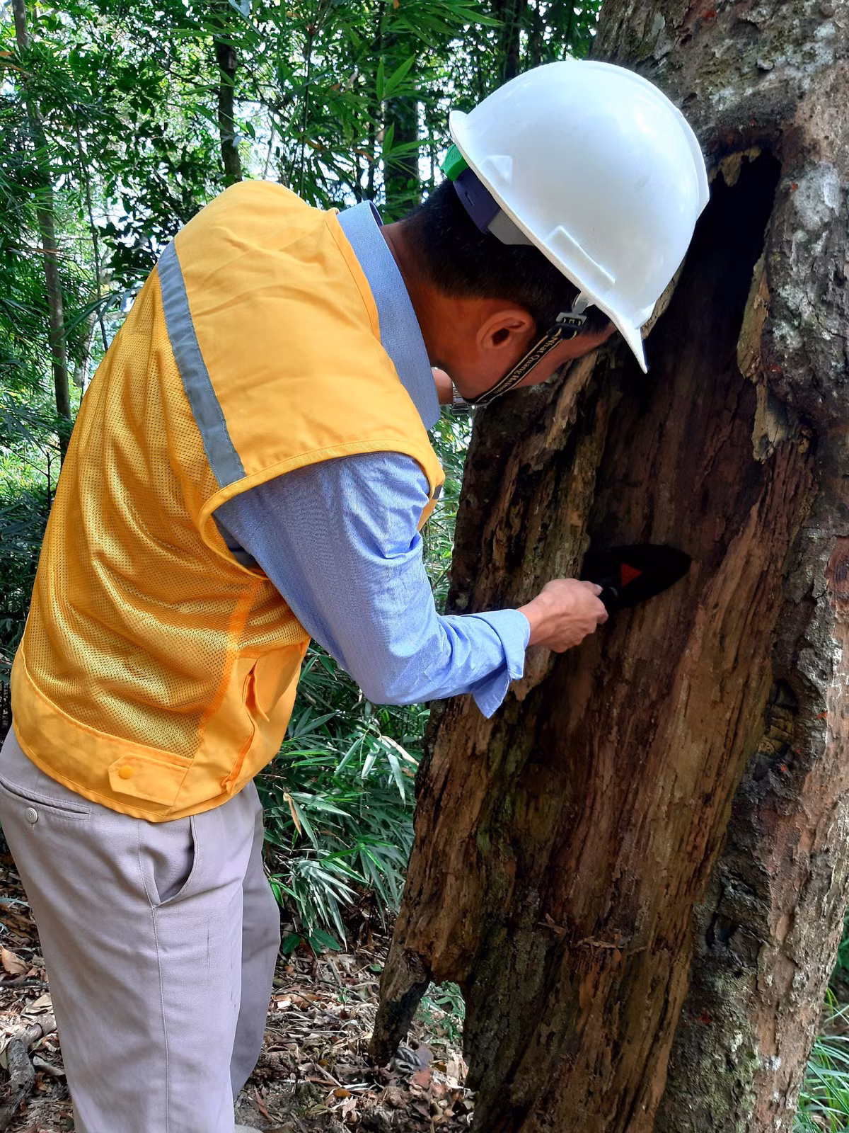 Trước thực trạng một số cây xích tùng cổ bị sâu mọt đục thân, già yếu, có khả năng bị gãy đổ hoặc bật gốc, Ban Quản lý Di tích và Rừng quốc gia Yên Tử đã tiến hành vệ sinh, phun khử trùng diệt sâu mọt, bổ sung phân hữu cơ vào gốc để tăng cường chất dinh dưỡng cho cây.