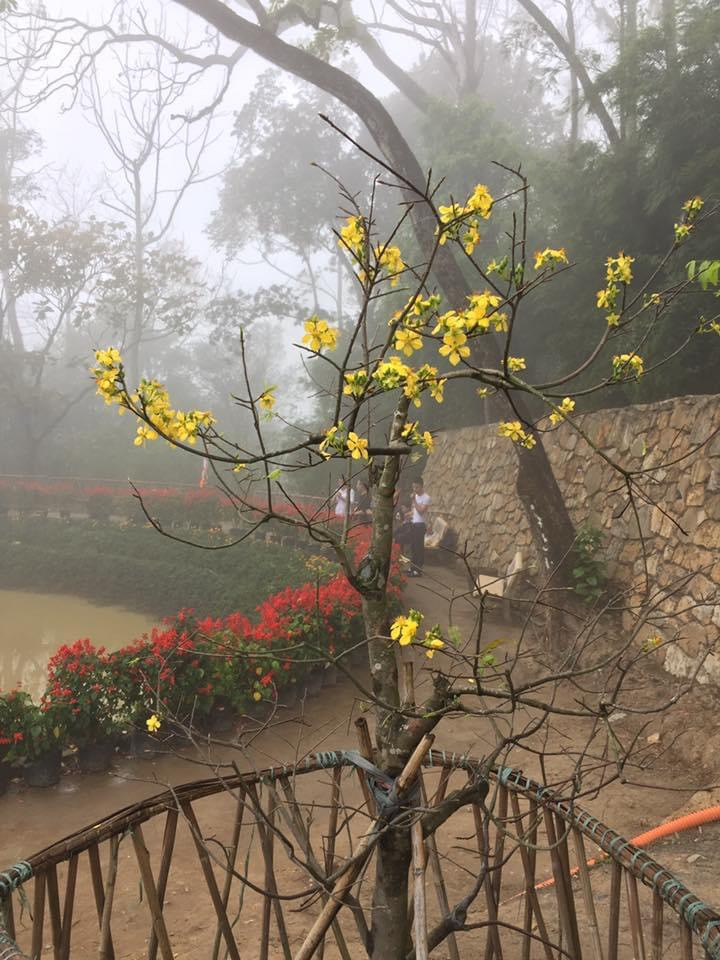 Sắc mai vàng báo hiệu mùa xuân đến với vẻ đẹp non nước tại Yên Tử.