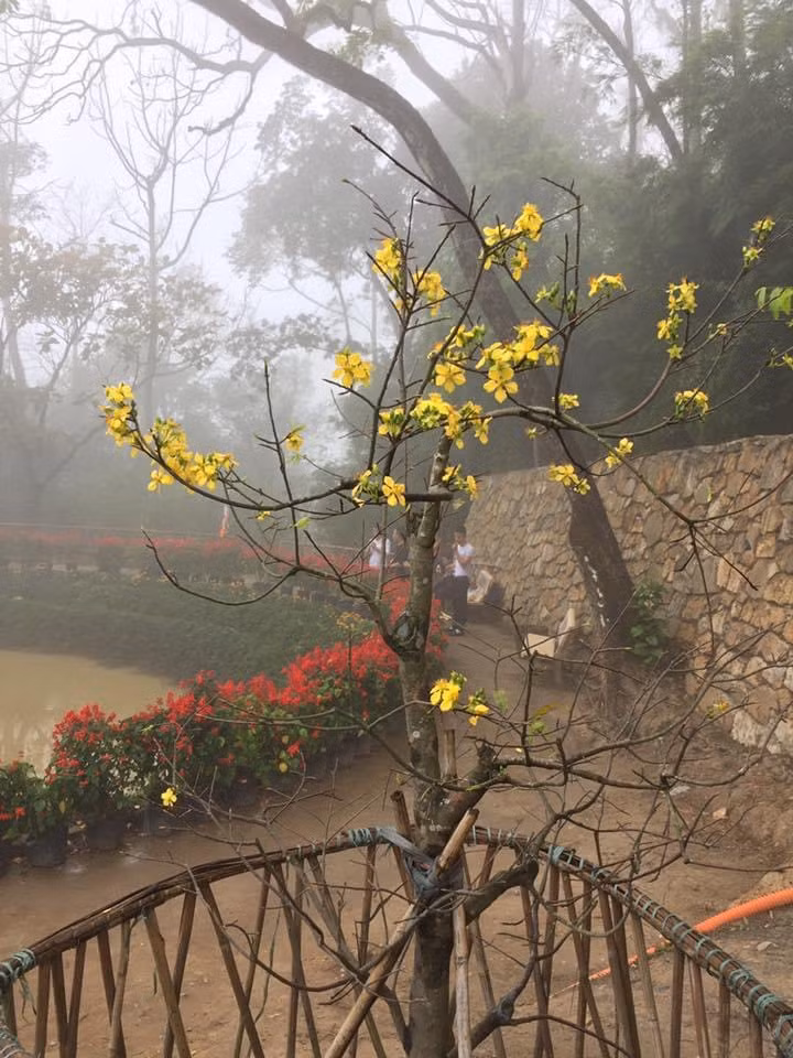 Sắc mai vàng báo hiệu mùa xuân đến với vẻ đẹp non nước tại Yên Tử.