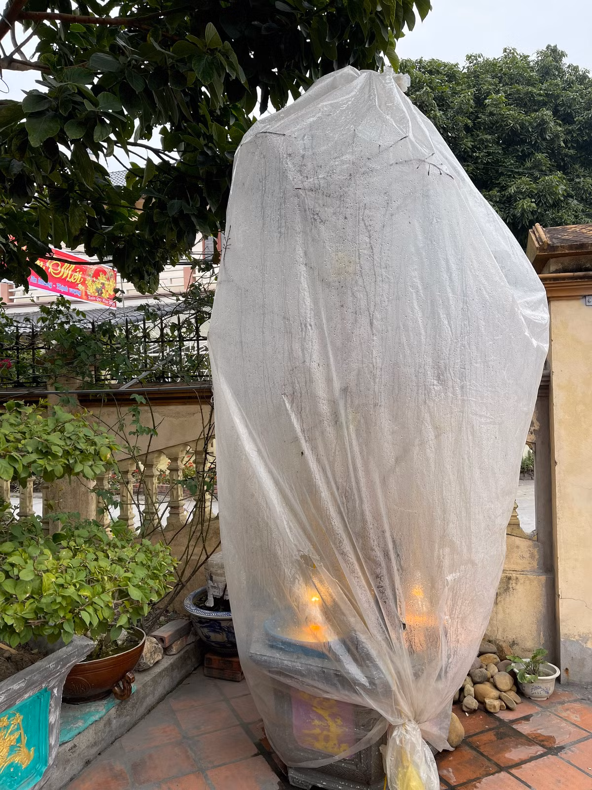 Với những cây Mai vàng được lấy từ rừng về trồng thì buộc phải bọc nilon để giữ ấm, canh từng phút cho hoa nở.