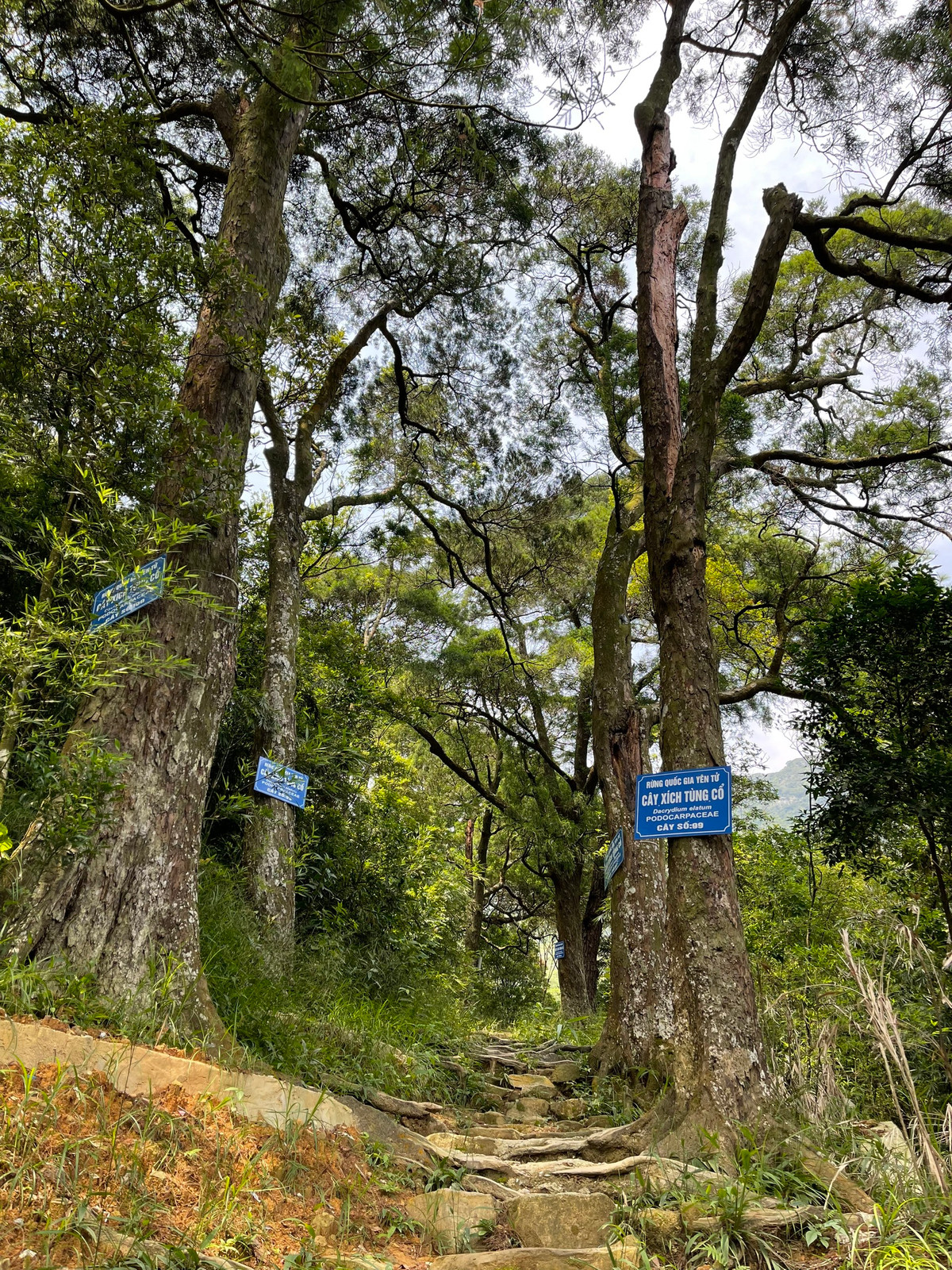 Không chỉ mai vàng, du khách đến với Yên Tử còn được chiêm ngưỡng vẻ đẹp của những cây xích tùng hàng nghìn năm tuổi.