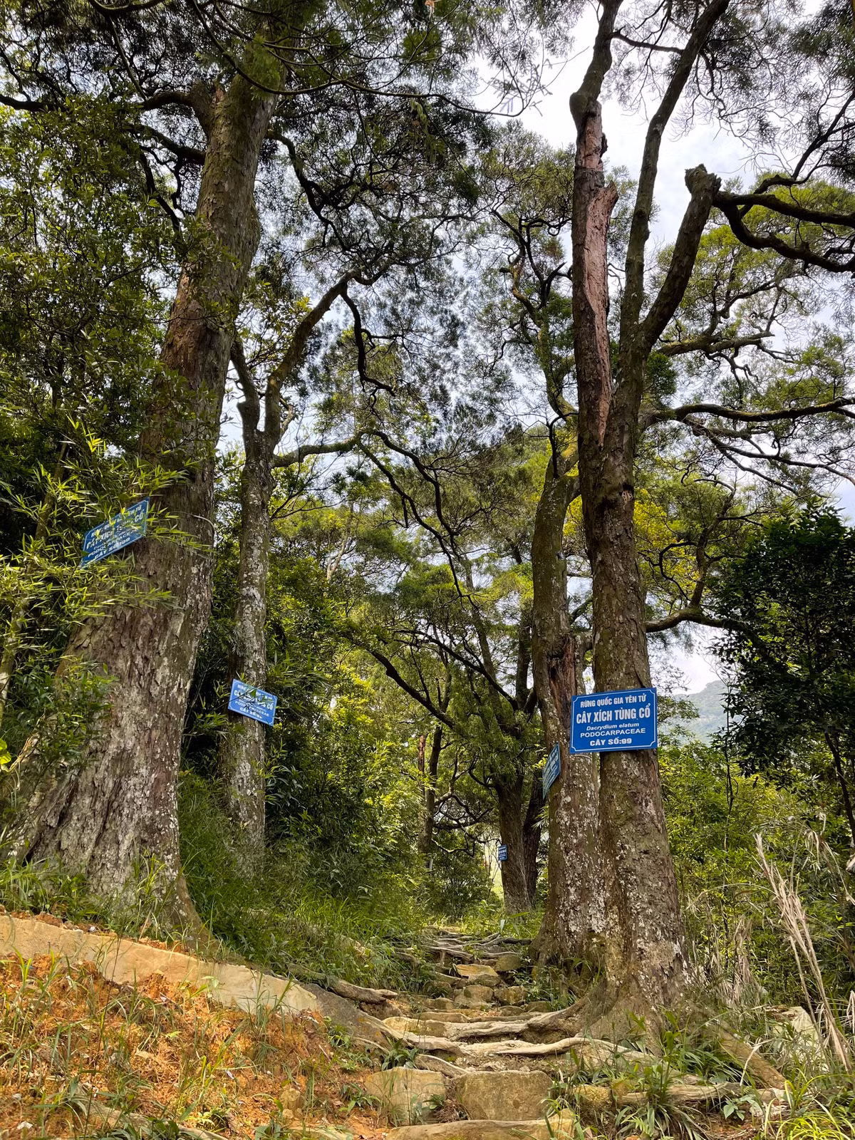 Không chỉ mai vàng, du khách đến với Yên Tử còn được chiêm ngưỡng vẻ đẹp của những cây xích tùng hàng nghìn năm tuổi.