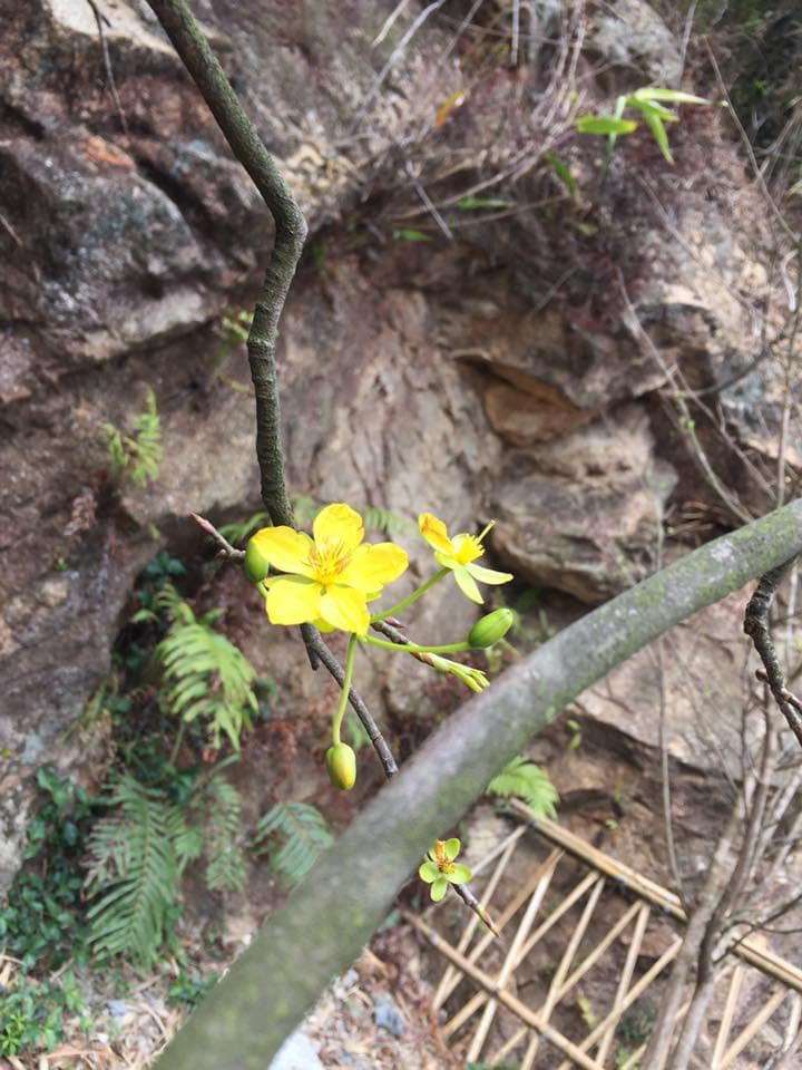 Đến với Yên Tử vào mùa xuân, du khách không chỉ được chiêm bái, lễ Phật mà còn được chiêm ngưỡng những gốc mai vàng độc đáo riêng có của đất thiêng Yên Tử.