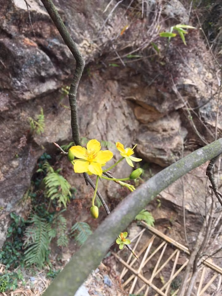 Đến với Yên Tử vào mùa xuân, du khách không chỉ được chiêm bái, lễ Phật mà còn được chiêm ngưỡng những gốc mai vàng độc đáo riêng có của đất thiêng Yên Tử.